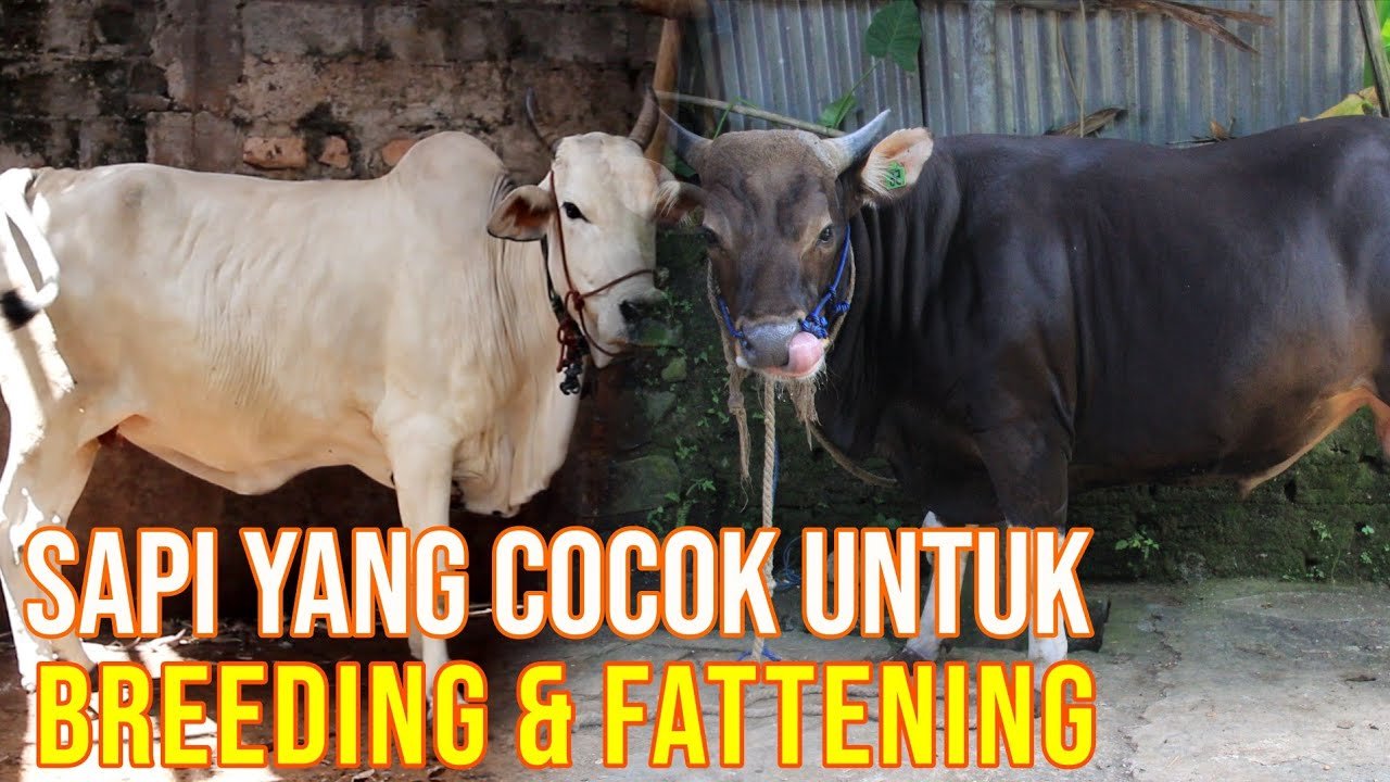 
                                 Jenis-Sapi-Pemula-Bisnis-Breeding-Maupun-Fattening